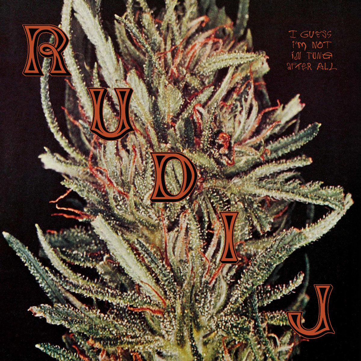 Rudi J – I guess I'm not in tune after all