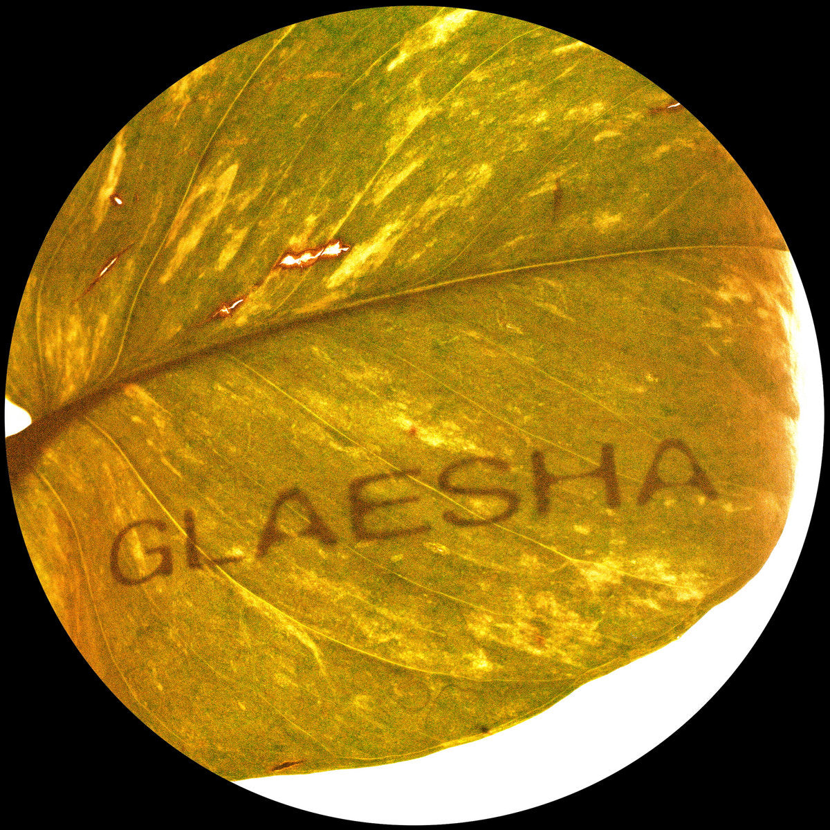 Glaesha – Memory Implant