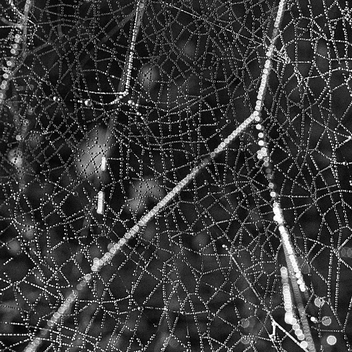 RS Tangent – Crinkle